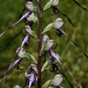 Himantoglossum caprinum